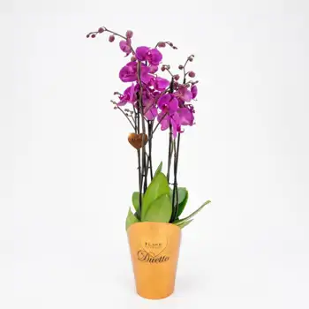 Comprar Phalaenopsis deluxe en Barcelona