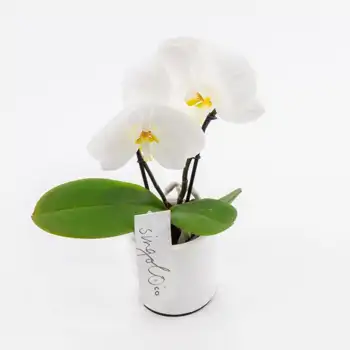 Comprar Phalaenopsis XXL 2 flores en Barcelona