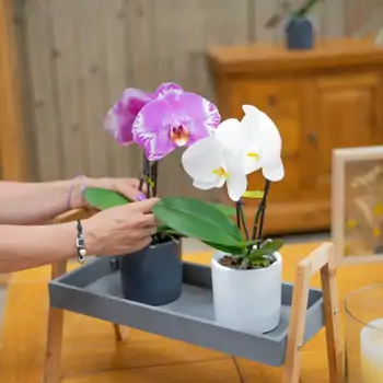 Comprar Phalaenopsis XXL 2 flores en Barcelona