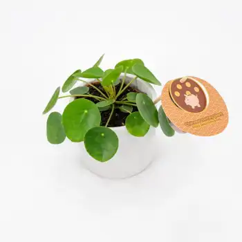 Comprar Pilea en Barcelona