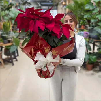 Comprar Planta de Navidad (Varios tamaños) en Barcelona