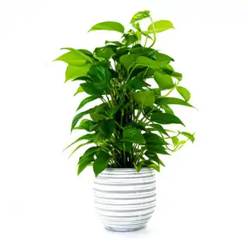 Comprar Pothos tutor en Barcelona