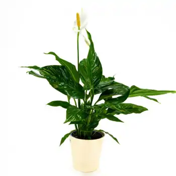 Comprar Spathiphyllum en Barcelona