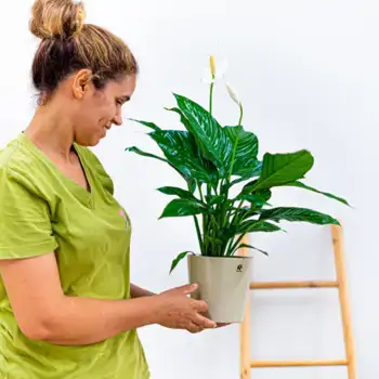 Comprar Spathiphyllum en Barcelona