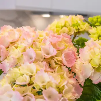 Comprar Susurro de Hortensias en Barcelona