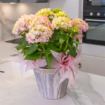 Comprar Susurro de Hortensias en Barcelona