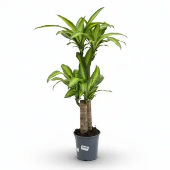 Comprar Tronco Brasil en Barcelona