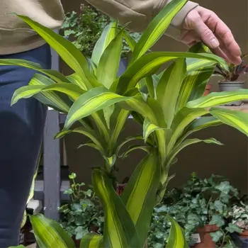 Comprar Tronco Brasil en Barcelona