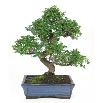 Comprar Zelkova en Barcelona