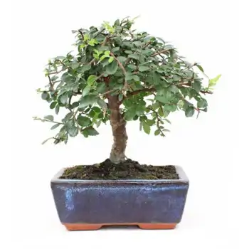 Comprar Zelkova en Barcelona