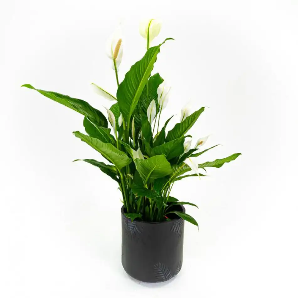 Spathiphyllum