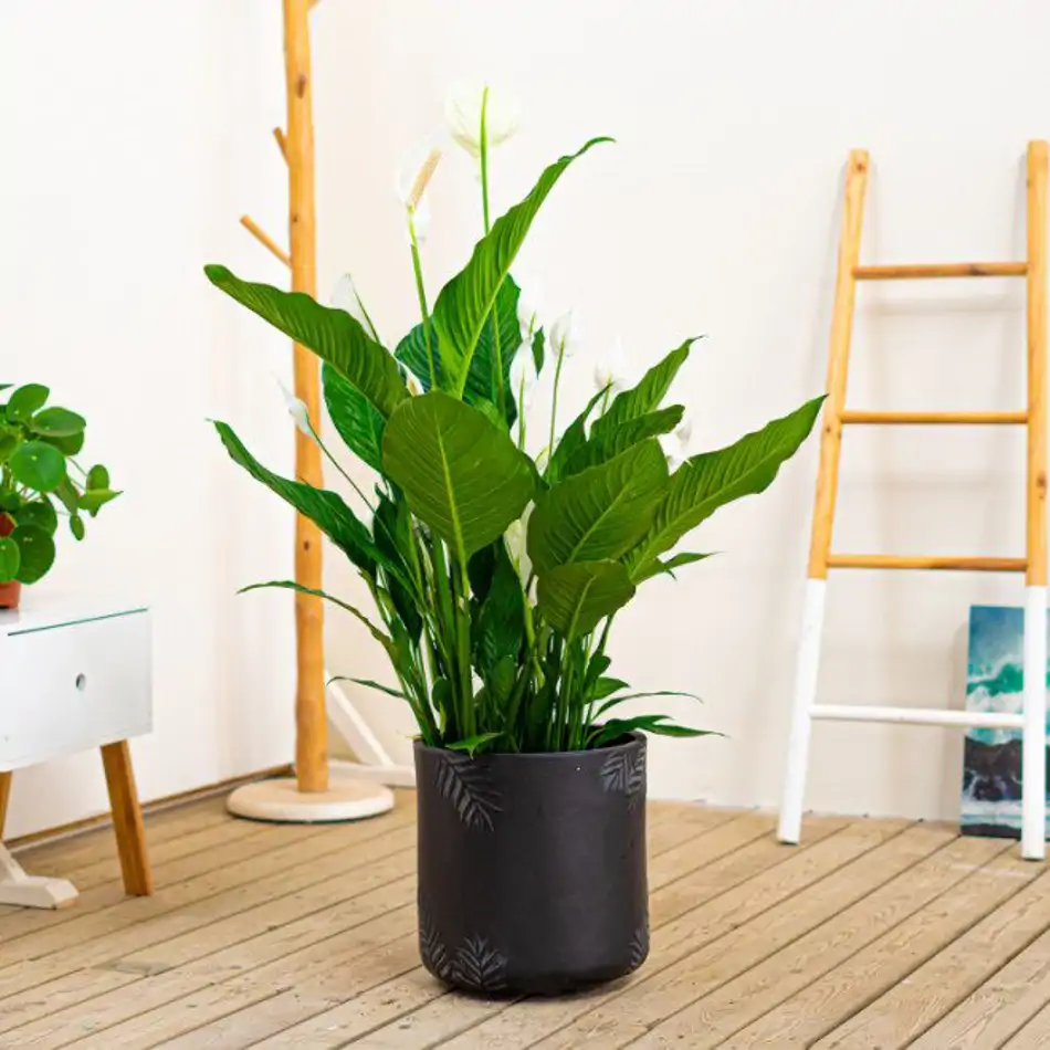 Spathiphyllum