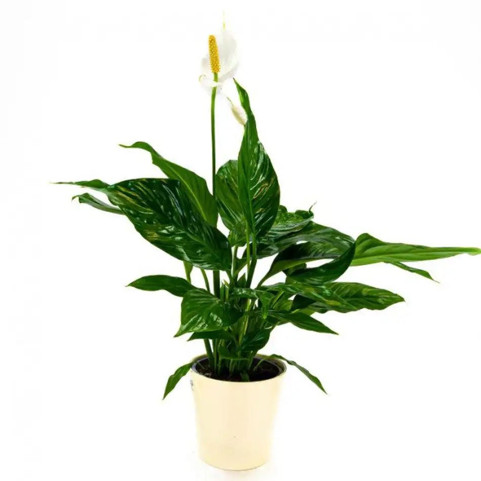 Spathiphyllum