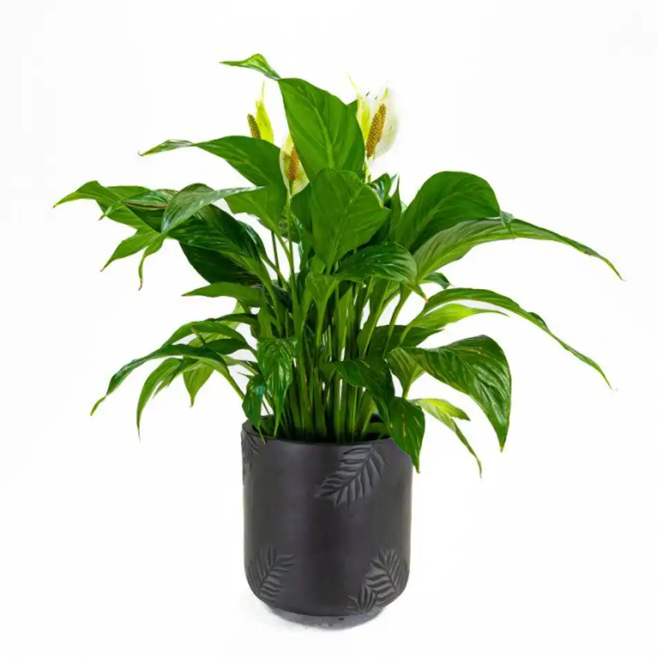 Spathiphyllum