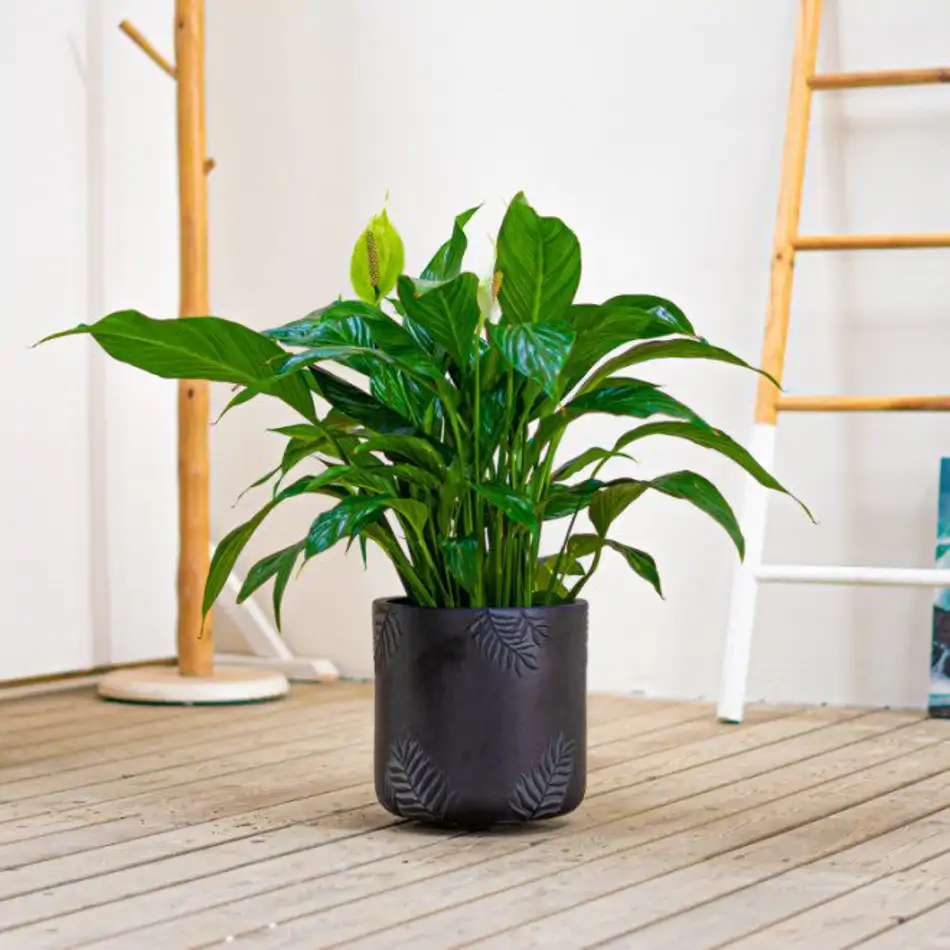 Spathiphyllum