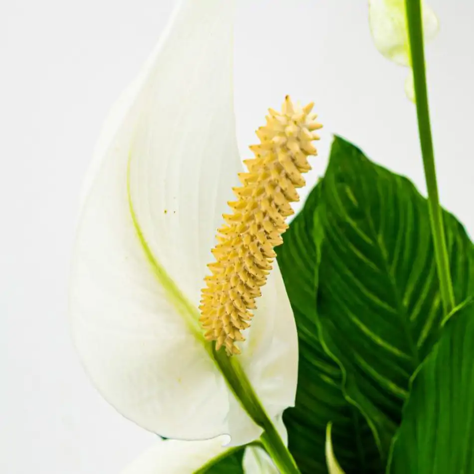 Spathiphyllum