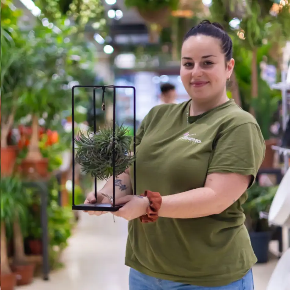 Tillandsia con Estructura de Metal