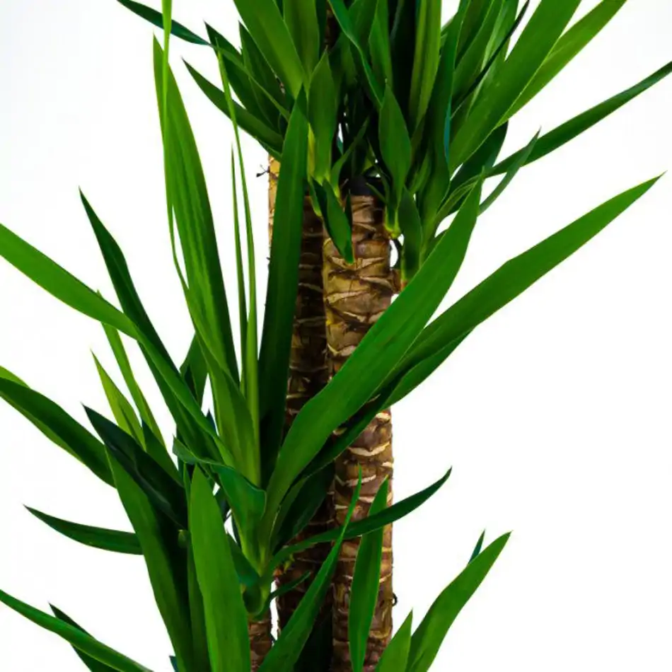 Yucca