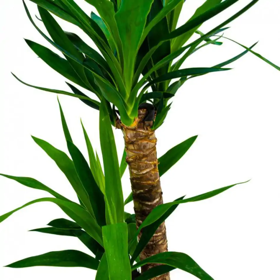 Yucca