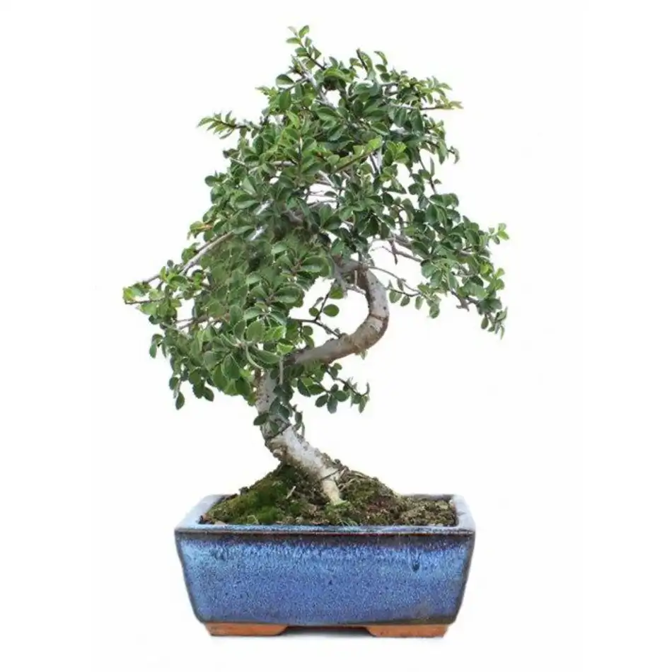 Zelkova