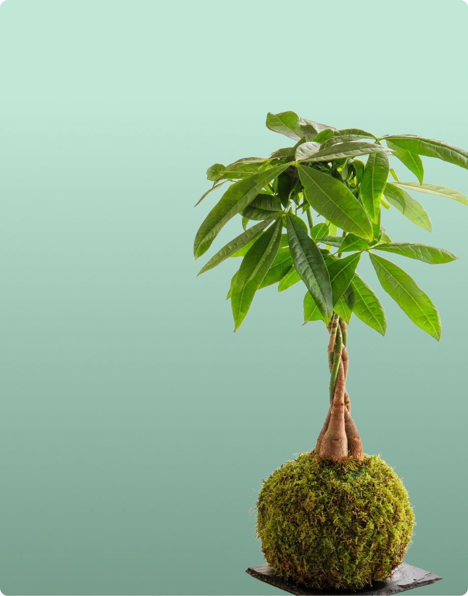 Kokedamas - Flores Navarro