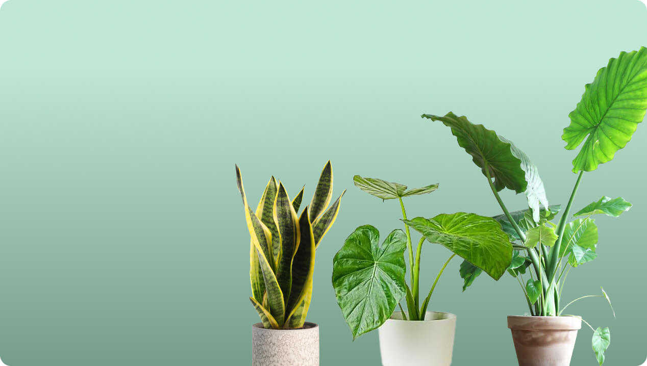 Plantas interior - Flores Navarro