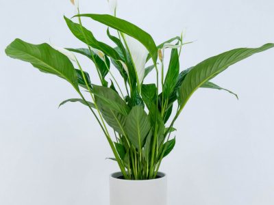 Spathiphyllum, la planta que oxigena tu hogar