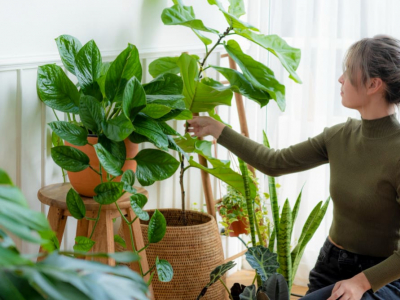 8 plantes que milloren l'ànim