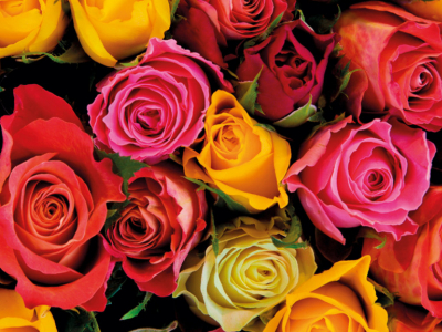 Quin Significat Tenen els Colors de les Roses