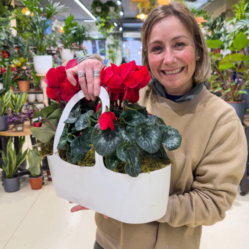 Cesta blanca plantada con ciclámenes rojos y musgo
